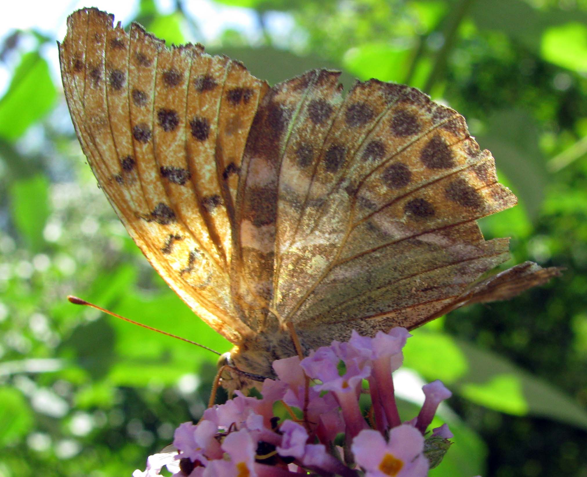 Argynnis paphia